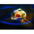 Aquascapes East's profile photo