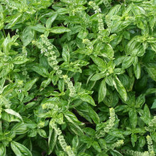 Herb garden