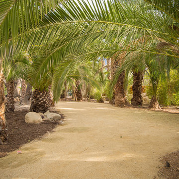 Oasis