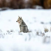 Rosa Thea's photo