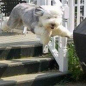 Sheila Shea's photo