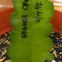 my plants