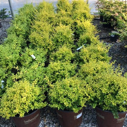 Inventory Samples - Gardening And Lawn Care