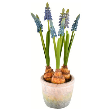 10" Blue Hyacinths In Container 2/Pk