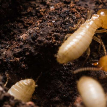 Allied Termite & Pest Control Inc
