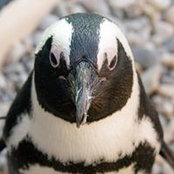 Anna Phillips's photo