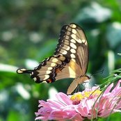 Helen Zone 6 Ohio's photo