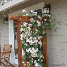 clematis