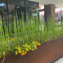 Landscape Ideas