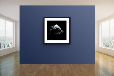 Framed photographs in environments
