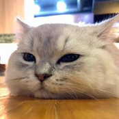 William Chen's photo