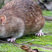 Real Pest Rat Control Melbourne's photo