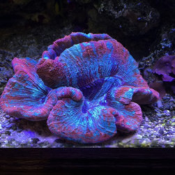 200 gallon reef - Products