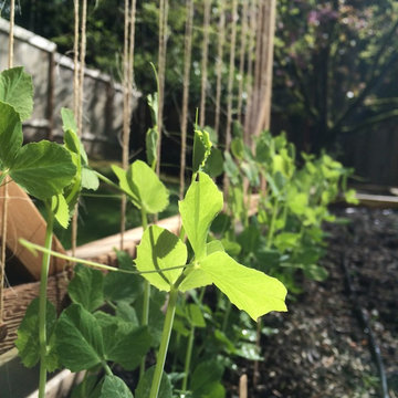 Edible Garden Gallery