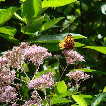 Woodland Prairie Design