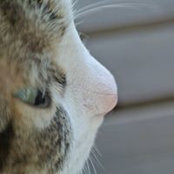 Foto von Carol Morris