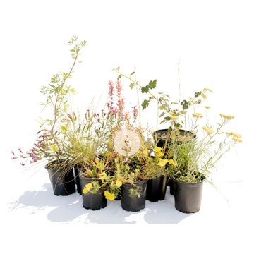 Superbloom Preplanned California Wildflower Garden