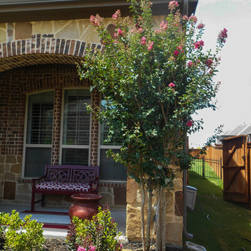 Tuscarora Crape Myrtle