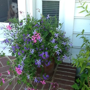 Container Gardens