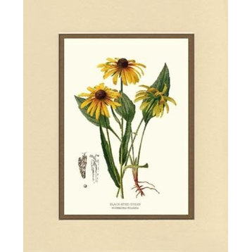 Vintage Botanical Flower Art Print: Black Eyed Susan
