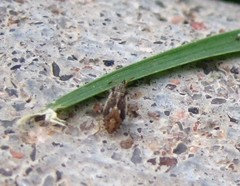 Tiny black, gnat like bugs infesting concrete walls outside