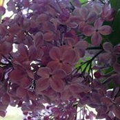 Norabeth Manware's photo