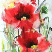 Colleen Shields's photo