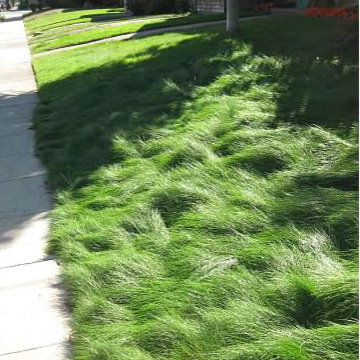 Drought Tolerant Gardens