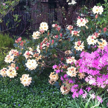 A Gardeners Garden in Orinda