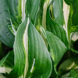 Leaves - Artwork