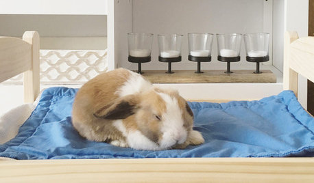Animaux & Cie : Un lapin prend ses aises au salon