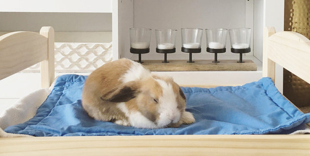 Pet of the Week: Moose the Bunny