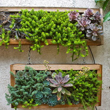 Succulent hangers