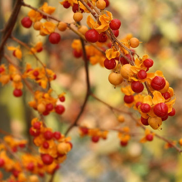 The Autumn Garden | Make it Alluring