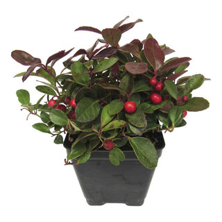 Gaultheria Procumbens American Wintergreen, 3.5" - Plants - by Winter