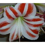 Foto von Sue Critchfield