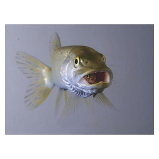 Captive: Northern Pike Swallows Rainbow Trout Department Of Fish and Game -  Beach Style - Prints And Posters - by Posterazzi