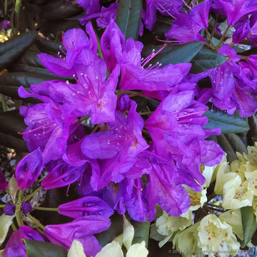 Plant Ideas & Colorful Combinations