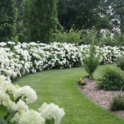 Incrediball&reg; Smooth Hydrangea - Plants