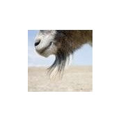 Leon Hirsch's photo