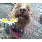 Doreen Piserchia's photo