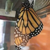 Mary Blackburn's photo
