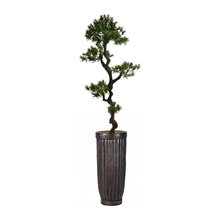 Bonsai