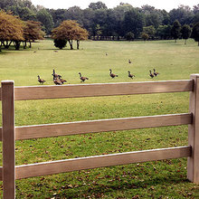 Fences