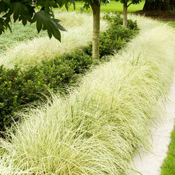 Variegated Japanese Sedge - Plants