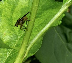 Tiny bugs - not aphids - on my apple tree.