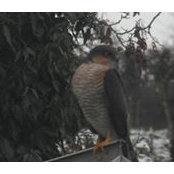 Danny Bowman's photo