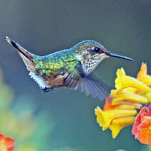 Attract Hummingbirds (Plants for Dry Climates)