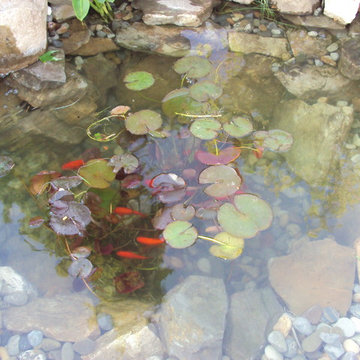 Ponds and Streams