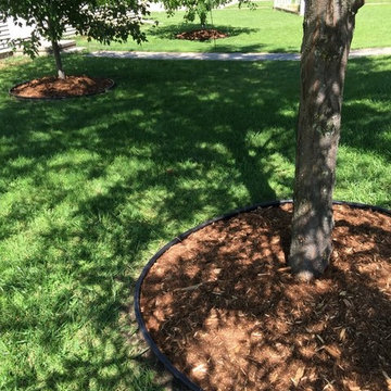 Tree Rings & Edging